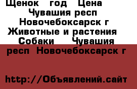 Щенок 1 год › Цена ­ 10 - Чувашия респ., Новочебоксарск г. Животные и растения » Собаки   . Чувашия респ.,Новочебоксарск г.